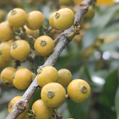 Memecylon edule (Red ironwood tree) — photo