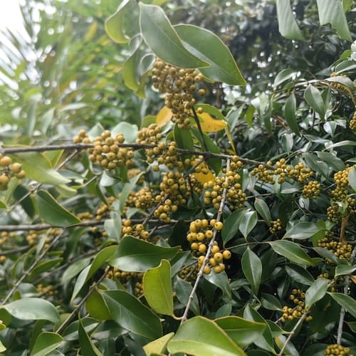 Memecylon edule (Red ironwood tree) — photo