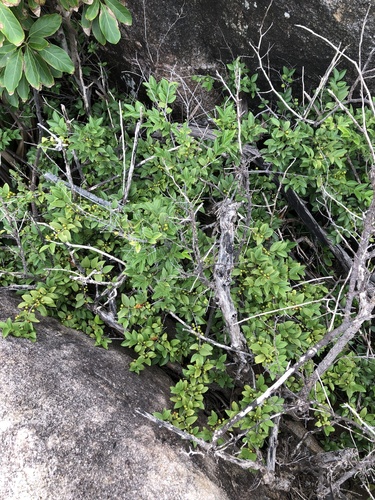 Memecylon pauciflorum — photo