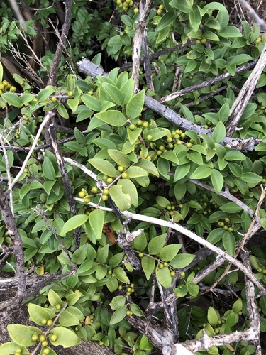 Memecylon pauciflorum — photo