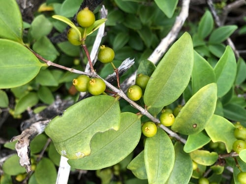 Memecylon pauciflorum