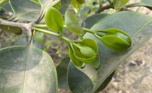 Memecylon umbellatum (Iron wood tree) — photo