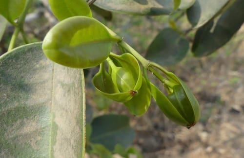 Memecylon umbellatum (Iron wood tree) — photo