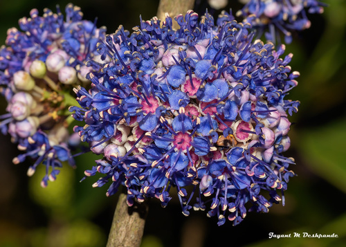 Memecylon umbellatum