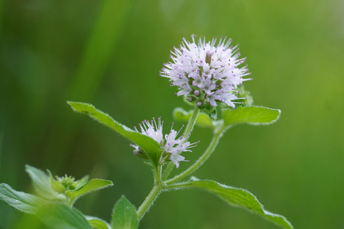 Mentha aquatica var. crispa (Curled mint) — photo