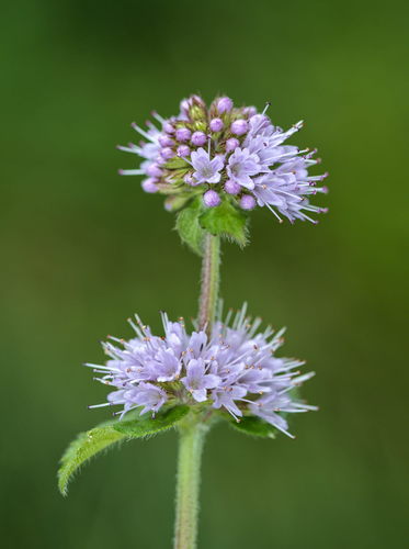 Mentha aquatica var. crispa (Curled mint) — photo