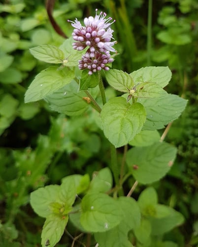 Mentha aquatica var. crispa