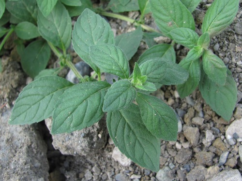 Mentha arvensis var. piperascens (Japanese mint) — photo