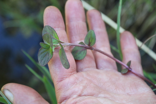 Mentha arvensis var. piperascens (Japanese mint) — photo