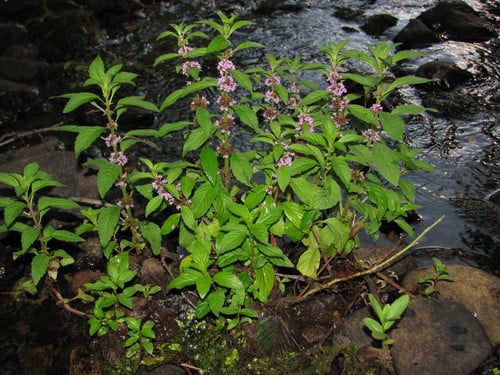 Mentha arvensis var. piperascens