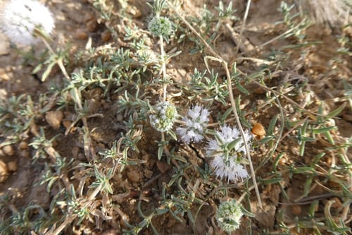 Mentha cervina (Hart's pennyroyal) — photo