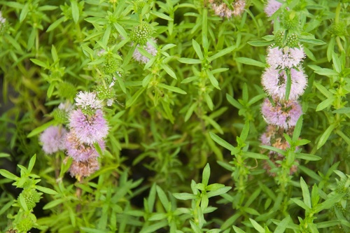 Mentha cervina