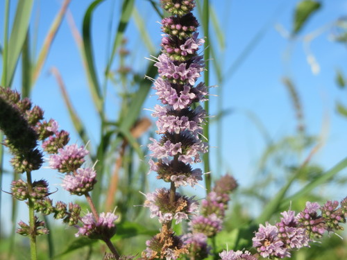 Mentha crispata (Zhou ye liu lan xiang) — photo