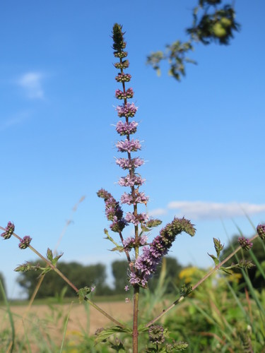Mentha crispata (Zhou ye liu lan xiang) — photo