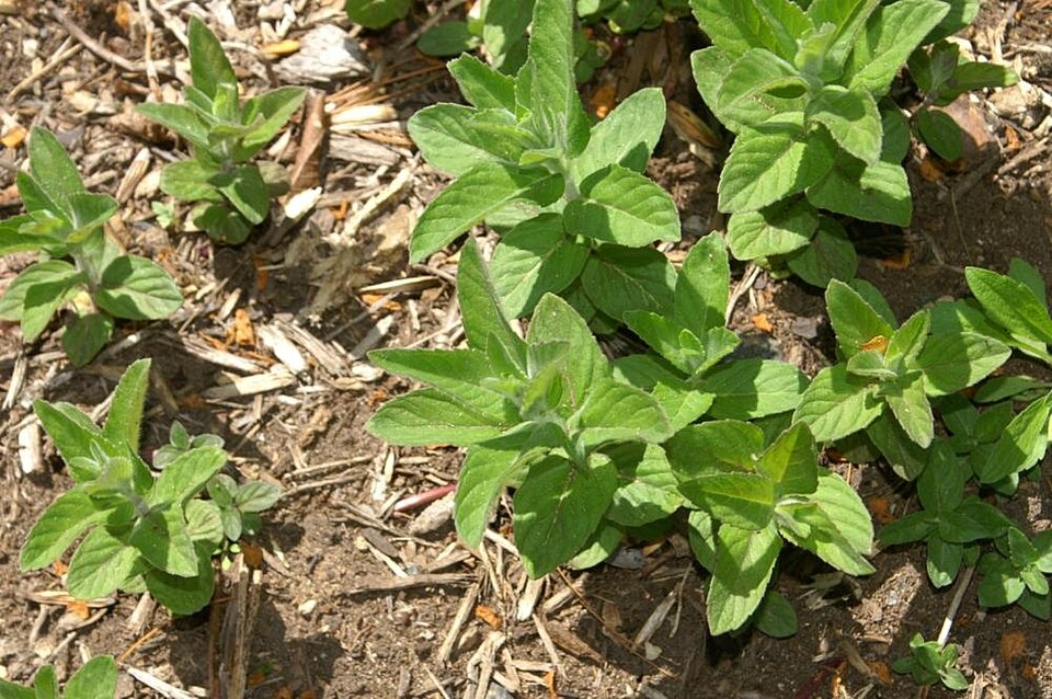 Mentha haplocalyx (A ji duo) — photo