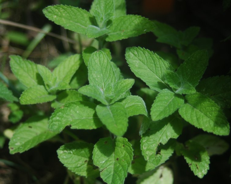Mentha haplocalyx