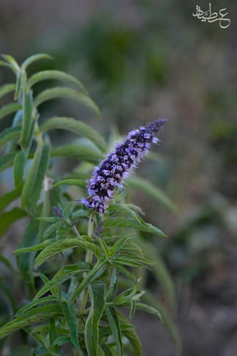 Mentha longifolia subsp. polyadena (Wild mint) — photo