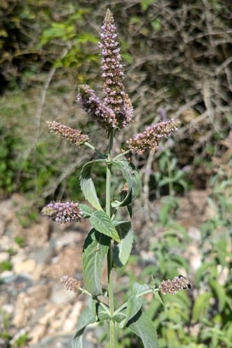 Mentha longifolia subsp. polyadena