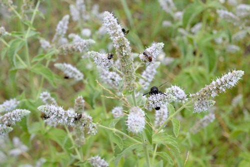 Mentha longifolia subsp. typhoides
