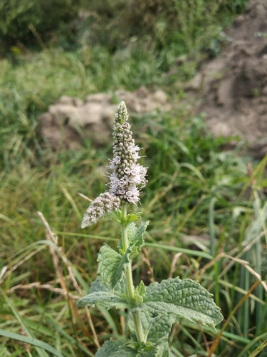 Mentha longifolia subsp. typhoides — photo