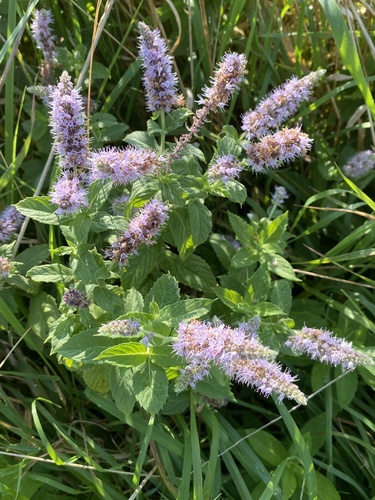 Mentha longifolia subsp. typhoides — photo
