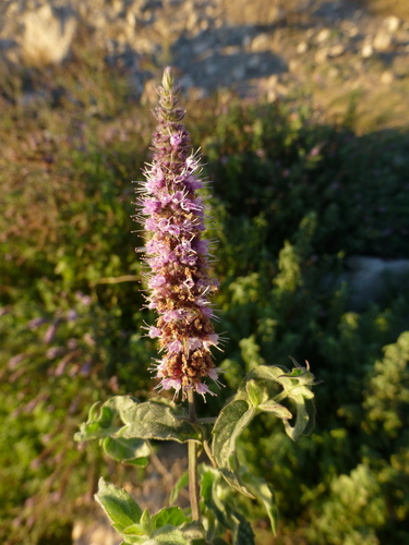 Mentha microphylla (Habag) — photo