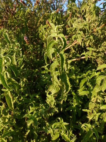 Mentha microphylla (Habag) — photo
