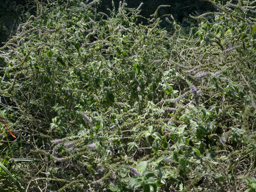 Mentha microphylla