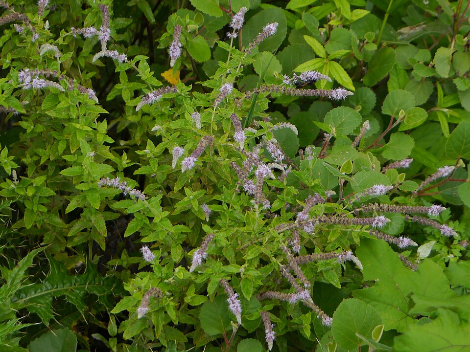 Mentha royleana — photo