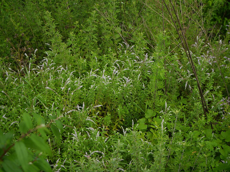 Mentha royleana