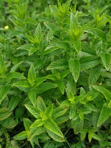 Mentha spicata subsp. glabrata — photo