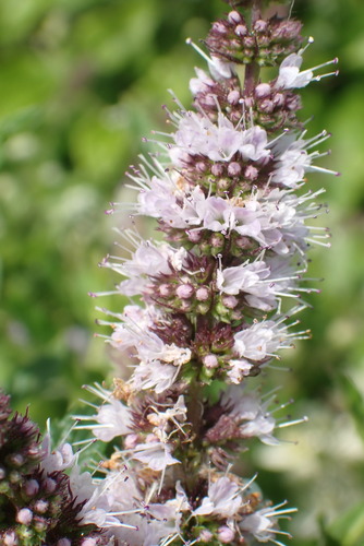 Mentha spicata subsp. glabrata — photo