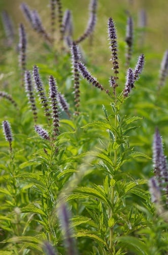 Mentha spicata subsp. glabrata