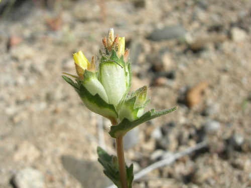 Mentzelia congesta (United blazingstar) — photo