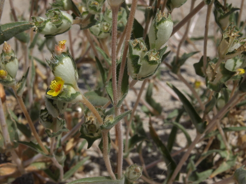 Mentzelia congesta (United blazingstar) — photo