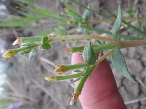 Mentzelia dispersa (Bushy blazingstar) — photo