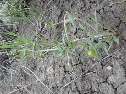 Mentzelia dispersa (Bushy blazingstar) — photo