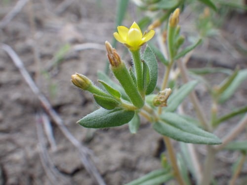 Mentzelia dispersa