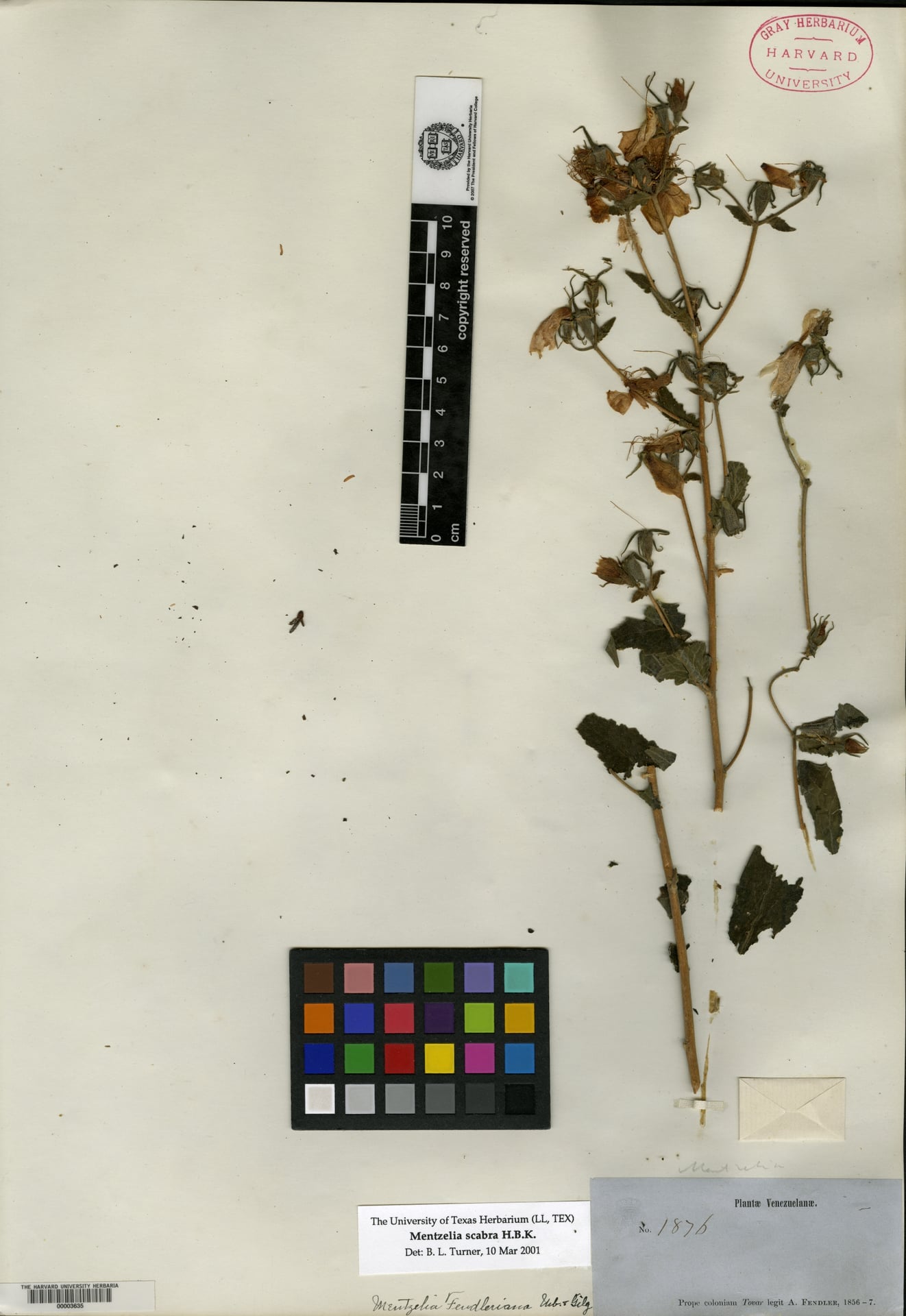 Mentzelia fendleriana