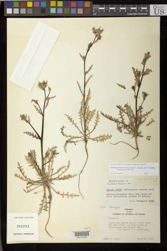Mentzelia gracilenta (Grass blazingstar) — photo
