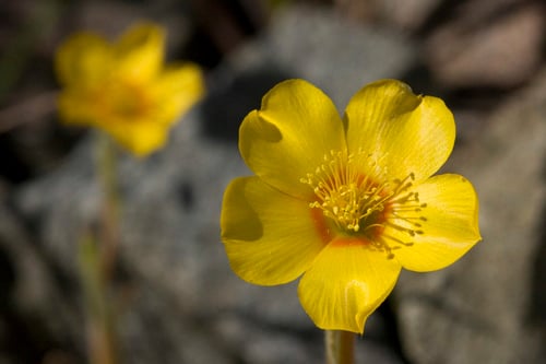 Mentzelia gracilenta (Grass blazingstar) — photo