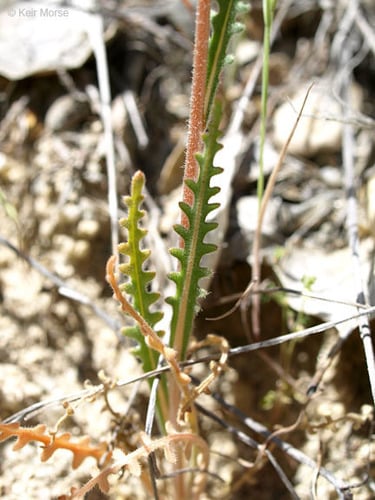 Mentzelia gracilenta