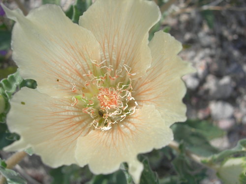 Mentzelia involucrata (Whitebract blazingstar) — photo