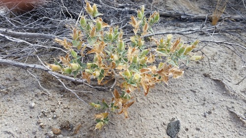 Mentzelia involucrata (Whitebract blazingstar) — photo