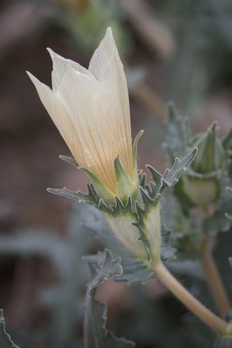 Mentzelia involucrata
