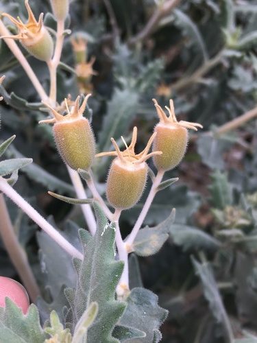 Mentzelia puberula (Roughstem blazingstar) — photo
