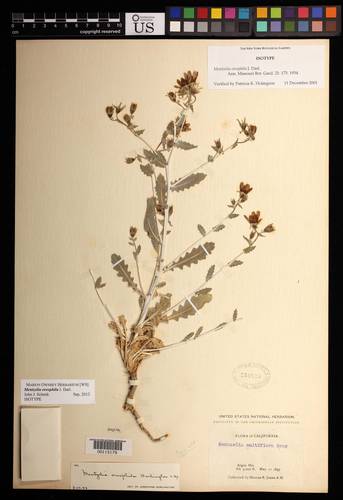 Mentzelia puberula (Roughstem blazingstar) — photo