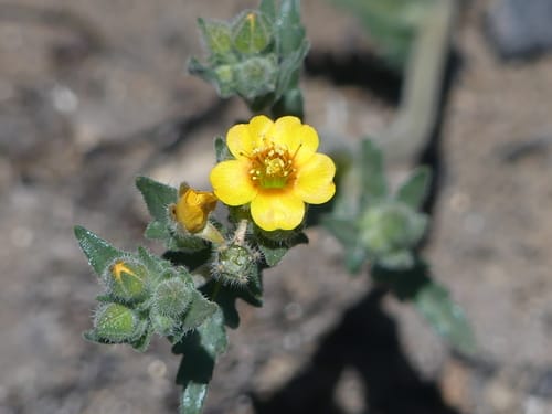 Mentzelia veatchiana (Whitestem blazingstar) — photo