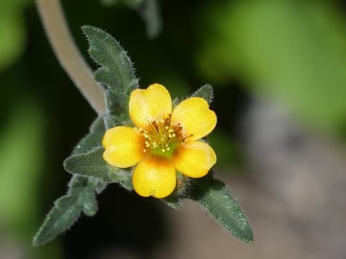 Mentzelia veatchiana (Whitestem blazingstar) — photo