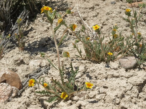 Loasaceae